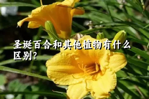 圣诞百合和其他植物有什么区别？