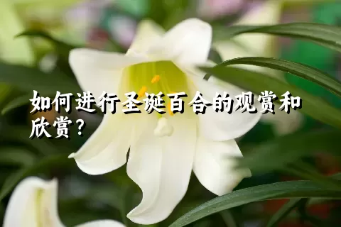 如何进行圣诞百合的观赏和欣赏？