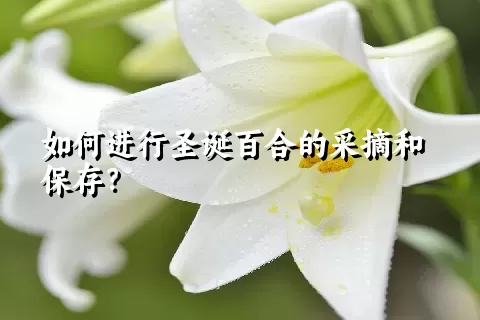 如何进行圣诞百合的采摘和保存？