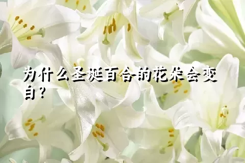 为什么圣诞百合的花朵会变白？