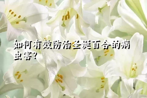 如何有效防治圣诞百合的病虫害？