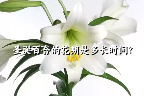 圣诞百合的花期是多长时间？