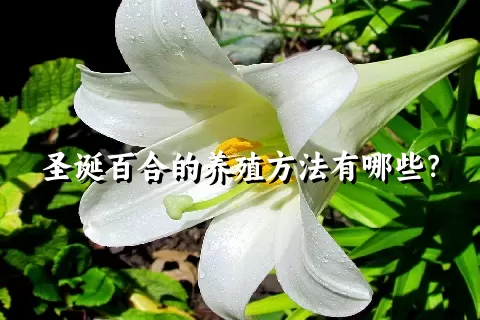 圣诞百合的养殖方法有哪些？