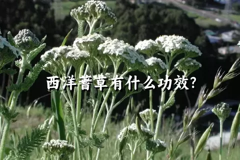 西洋蓍草有什么功效？