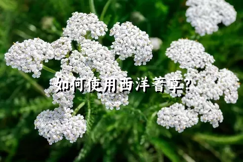 如何使用西洋蓍草？