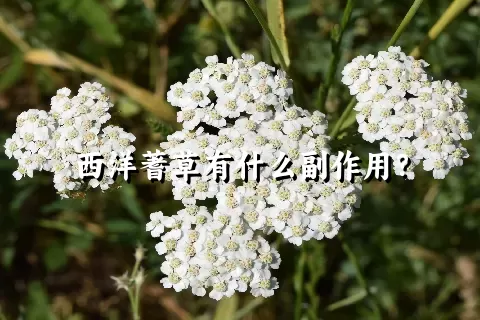 西洋蓍草有什么副作用？