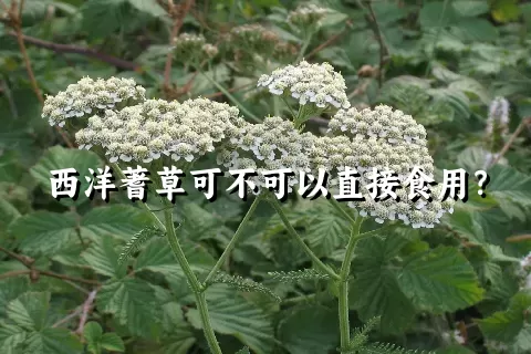 西洋蓍草可不可以直接食用？