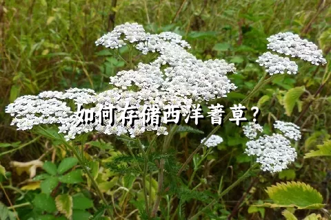 如何存储西洋蓍草？