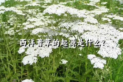 西洋蓍草的起源是什么？