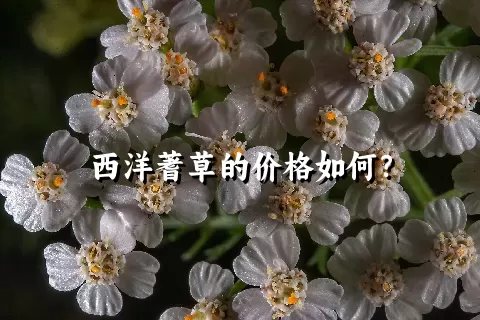 西洋蓍草的价格如何？