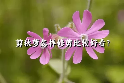 剪秋萝怎样修剪比较好看？