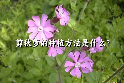 剪秋萝的种植方法是什么？