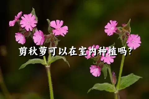 剪秋萝可以在室内种植吗？