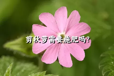 剪秋萝需要施肥吗？