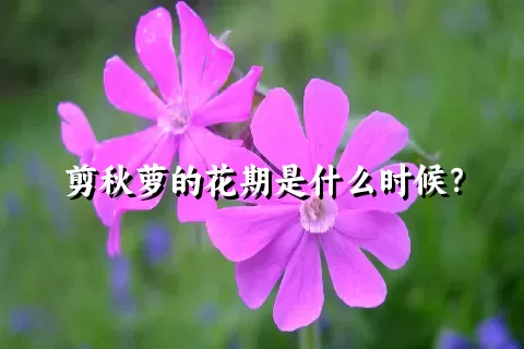 剪秋萝的花期是什么时候？