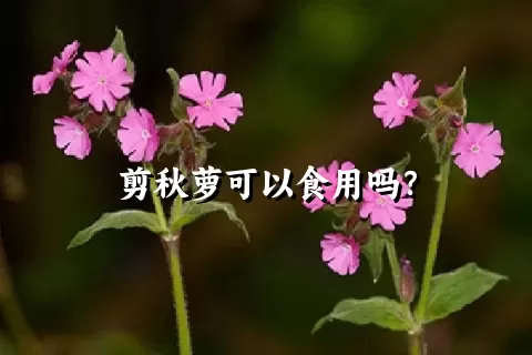 剪秋萝可以食用吗？