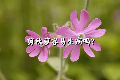 剪秋萝容易生病吗？