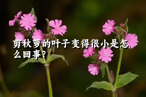 剪秋萝的叶子变得很小是怎么回事？