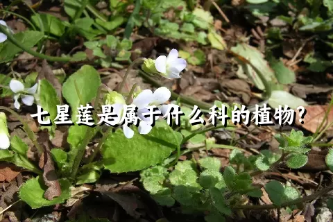 七星莲是属于什么科的植物?