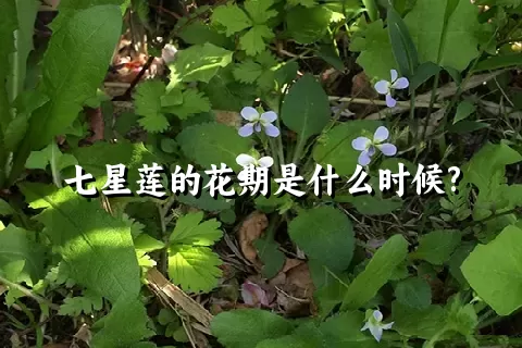 七星莲的花期是什么时候?