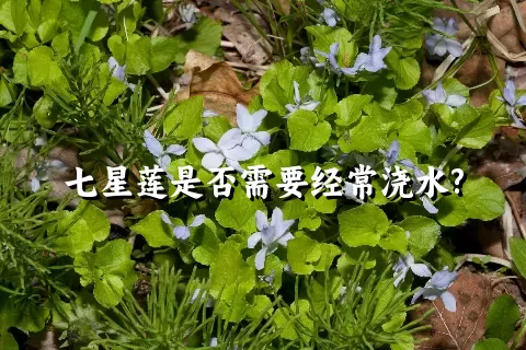 七星莲是否需要经常浇水?