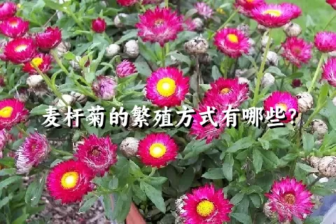 麦杆菊的繁殖方式有哪些？