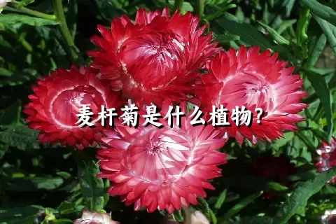 麦杆菊是什么植物？