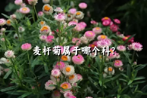 麦杆菊属于哪个科？