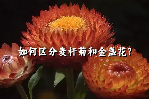 如何区分麦杆菊和金盏花？