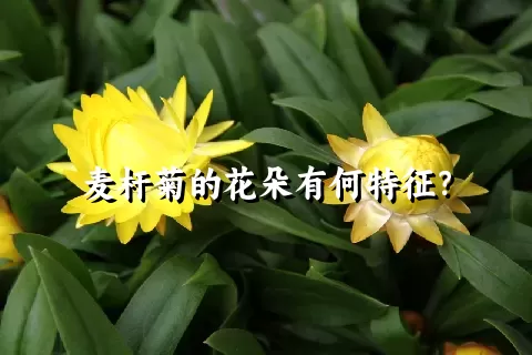 麦杆菊的花朵有何特征？