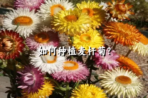 如何种植麦杆菊？