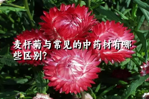 麦杆菊与常见的中药材有哪些区别？