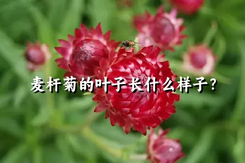 麦杆菊的叶子长什么样子？