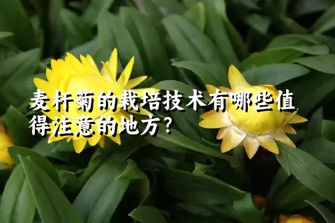 麦杆菊的栽培技术有哪些值得注意的地方？