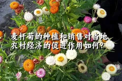 麦杆菊的种植和销售对当地农村经济的促进作用如何？