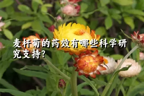 麦杆菊的药效有哪些科学研究支持？