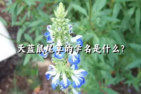 天蓝鼠尾草的学名是什么？