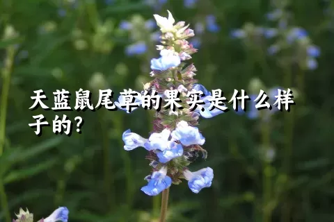 天蓝鼠尾草的果实是什么样子的？