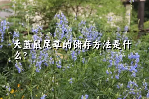 天蓝鼠尾草的储存方法是什么？