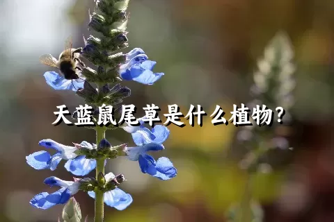 天蓝鼠尾草是什么植物？