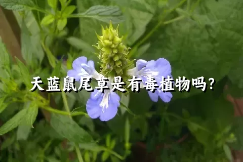 天蓝鼠尾草是有毒植物吗？