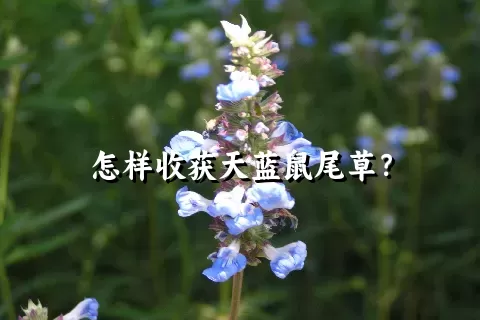 怎样收获天蓝鼠尾草？