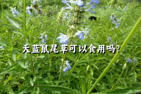 天蓝鼠尾草可以食用吗？