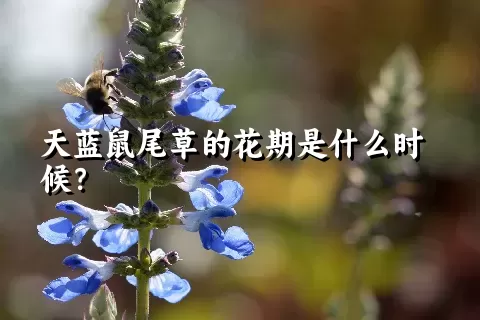 天蓝鼠尾草的花期是什么时候？