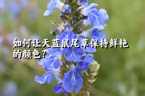 如何让天蓝鼠尾草保持鲜艳的颜色？