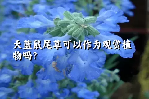 天蓝鼠尾草可以作为观赏植物吗？