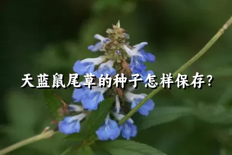 天蓝鼠尾草的种子怎样保存？