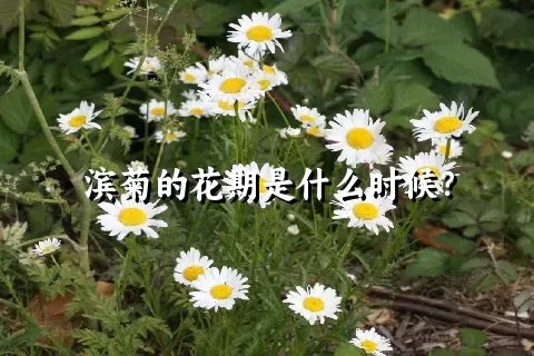 滨菊的花期是什么时候？