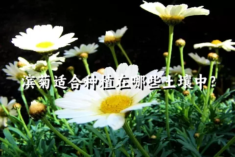 滨菊适合种植在哪些土壤中？