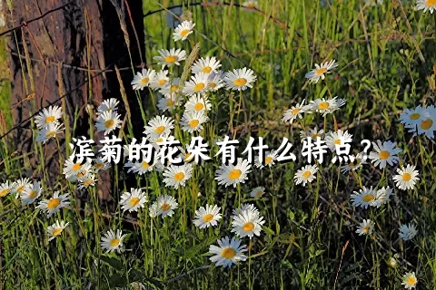 滨菊的花朵有什么特点？